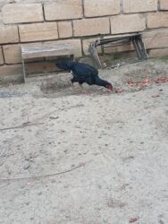 Xoruzlar: Cins: Uzunboyun yerli döyüş tipli toyuq-quş (xanxır/mix) Təsvir: - — 6