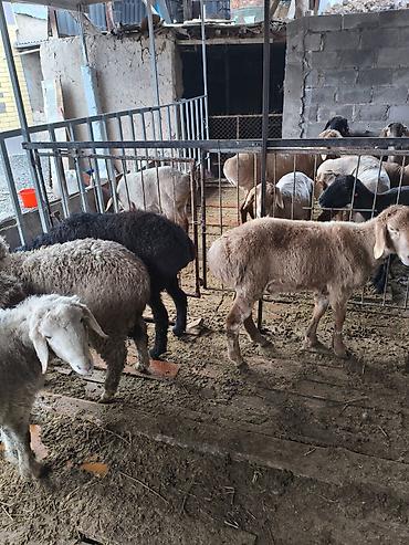 Баран, овца: Продаю | Овца (самка) | На забой — 9