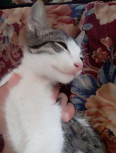 трехцветный кот мальчик: Кошка даром: Беспородная, 2 месяца, Мальчик, Приучена к лотку — 1