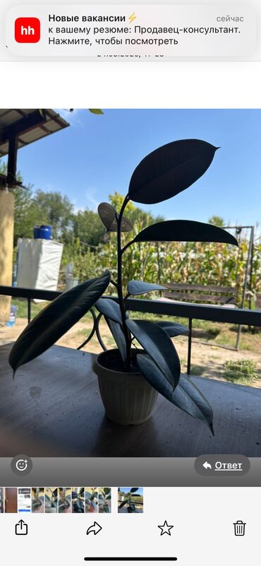 розы саженцы: Продам фикус – красивое комнатное растение 🌿 Продаю фикусы в горшках