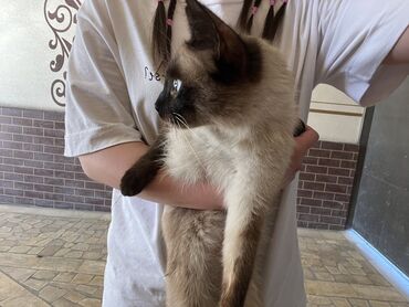 мейнкун кошка: Сиам, 7 айлык, Ургаачы