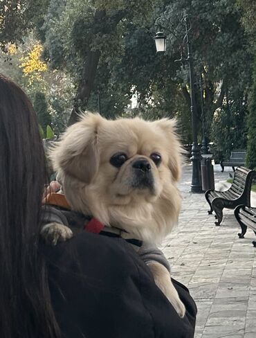 İtlər: Pekines, 1 il, Erkek, Peyvəndli, Ünvandan götürmə