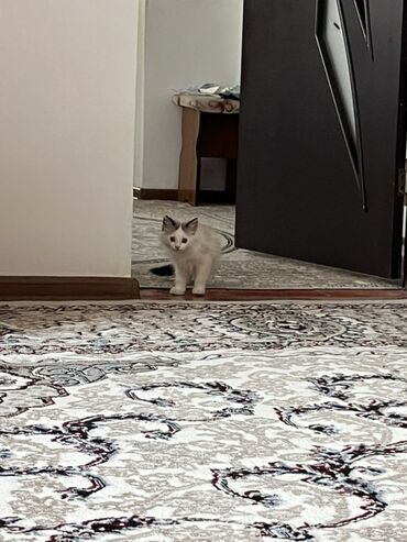шотландская мраморная кошка: Беспородная, 3 месяца, Мальчик, Биколор