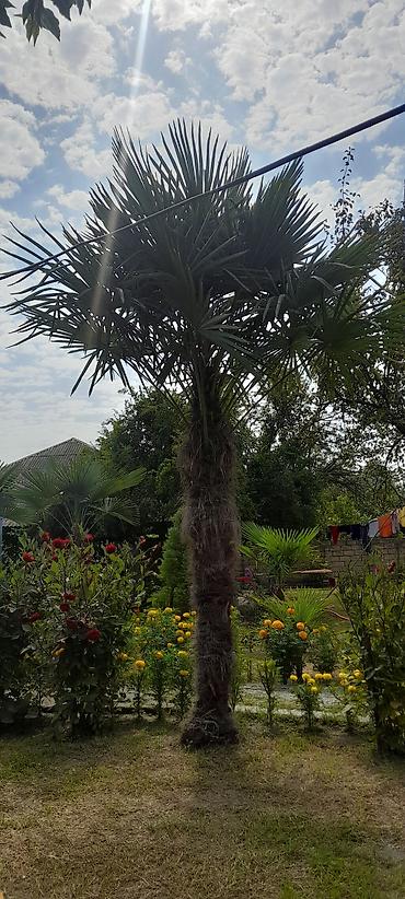 agac tingleri satilir: Trachycarpus fortunei (Hanım Xurma/Çinə xurması) ağacı - Təxminən 4–5 — 1