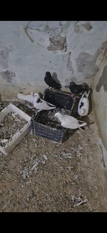 heyvanlar quşlar: 15dənə tutulma heyvandı 5 manatdan ünvan bakı naxçıvanski 070. 232 32 — 5