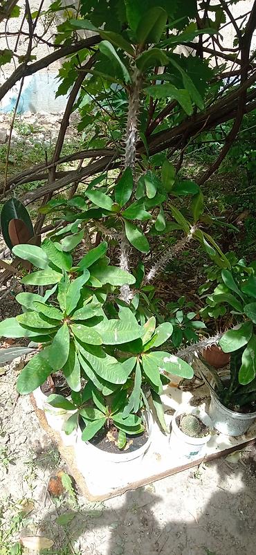 Молочайлар: Молочай Миля (Euphorbia milii), крупный кустовой экземпляр - Вид — 8