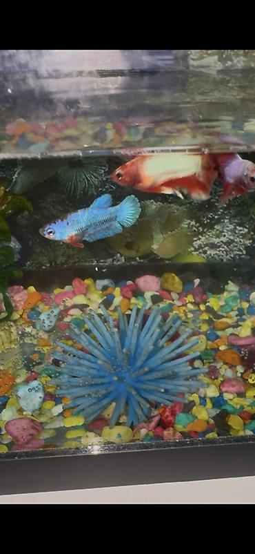 Рыбы: Бойцовые рыбки (Betta splendens) — разноцветные самцы и самки — 1