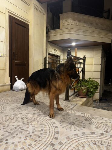 coban itleri haqqinda melumat: Alman çoban iti, 4 il, Erkek