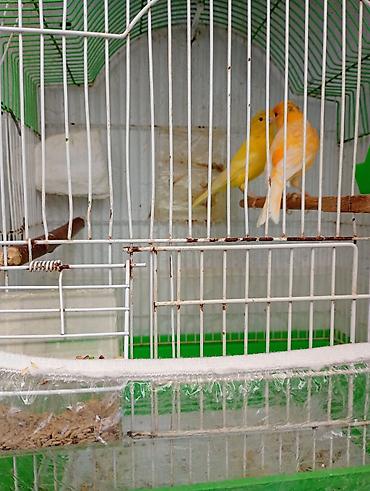 tutuquşu satılır: Buqiymete quşlar az az tapılır kök renginde erkek limon renginde maya — 3