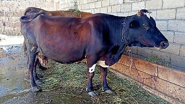 inək necə aya doğur: Dişi, il: 4, Südlük, Ünvandan götürmə — 2