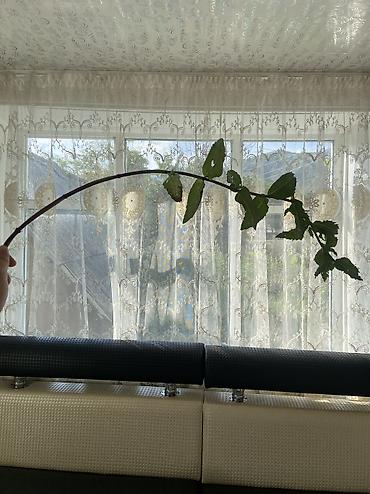 Продажа коттеджей и домов: 🏡 Продается дом в селе Ойтал, Тюпский район, Иссык-Кульская область — 2