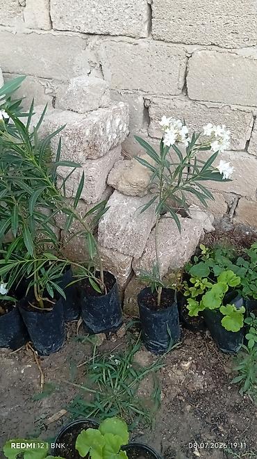 limon ağaçı: Həyətyanı sahələr və balkonlar üçün dekorativ bitkilər0514747312 — 8