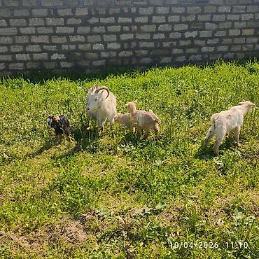 Keçilər, çəpişlər: - Ana bala keçi dort balasi var üçü erkey biri disididi cins heyvandi — 8