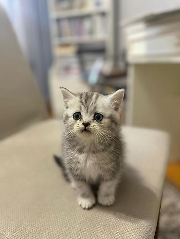 Pişiklər: Britan, Ünvandan götürmə — 5