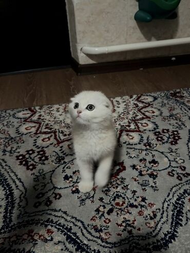 Продажа кошек: Скотиш Фолд (Шотландская вислоухая), 3 месяца, Мальчик, Приучена к лотку — 7
