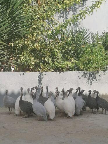 kənd toyuq: Toyuq, Adler, Damazlıq