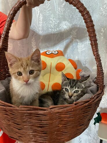 Кошки: 3 месяца, Девочка, Приучена к лотку, Проглистована