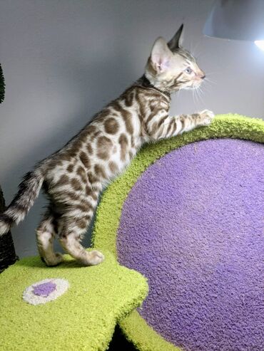 Продажа кошек: Бенгальская, 2 месяца, Мальчик, С документами, Приучена к лотку, Проглистована — 5