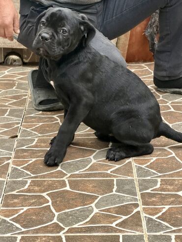 İtlər: Kane-Korso — 3