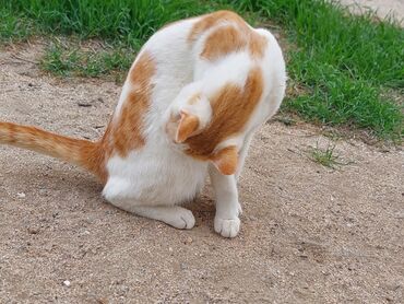 Pişiklər: Yaxşı əllərə -da lalafo.az — 8 Pişiklər: Yaxşı əllərə — 8