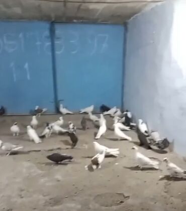 купить собаку в: Salam 30 35 quş var kim istəyir tək tək 10 manat
