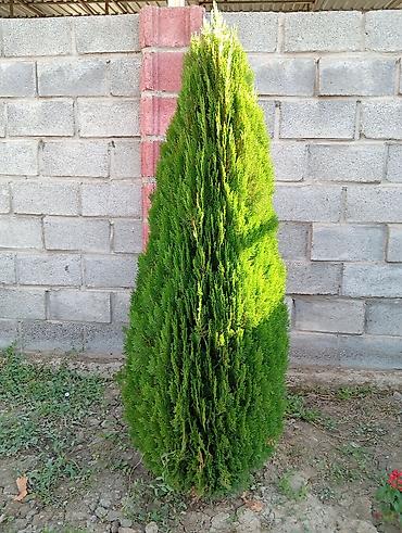 дерево туя: Туя западная Смарагд (Thuja occidentalis ‘Smaragd’) — декоративные — 3