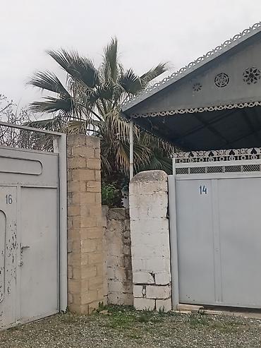 hilba bitkisi nedir: OSatılır: dekorativ Vasinqton palması (fan tipli yarpaqlar) - — 5
