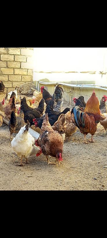 Toyuqlar: Toyuq, Damazlıq, Ödənişli çatdırılma — 5