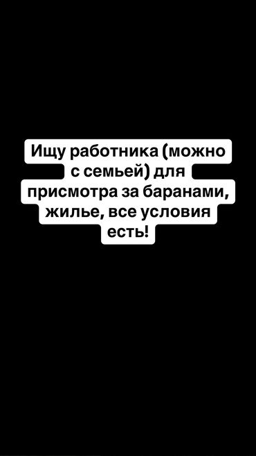 мал баканга малчы керек: Талап кылынат Малчы, Төлөм Күн сайын