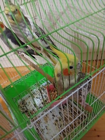 Tutuquşları: Satılır! 🐦 5 ədəd sağlam Korella quşu (3 dişi, 2 erkək) və əlavə — 7
