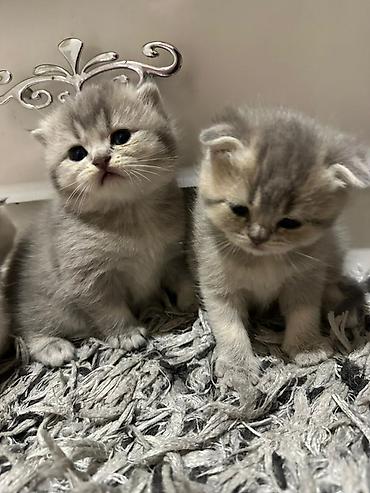 Pişiklər: Şotland yastı qulaq — 5