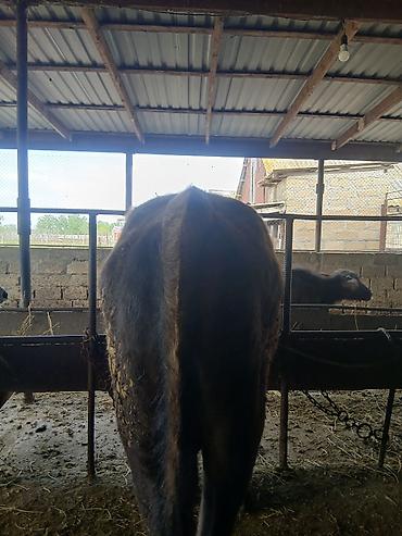 Dana, buzov: 3 erkək 2 dişi dana — 4