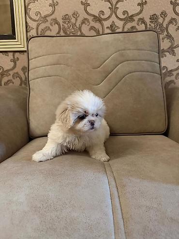 İtlər: Pekines, 2 ay, Peyvəndli, Ünvandan götürmə, Pulsuz çatdırılma, Ödənişli çatdırılma — 9