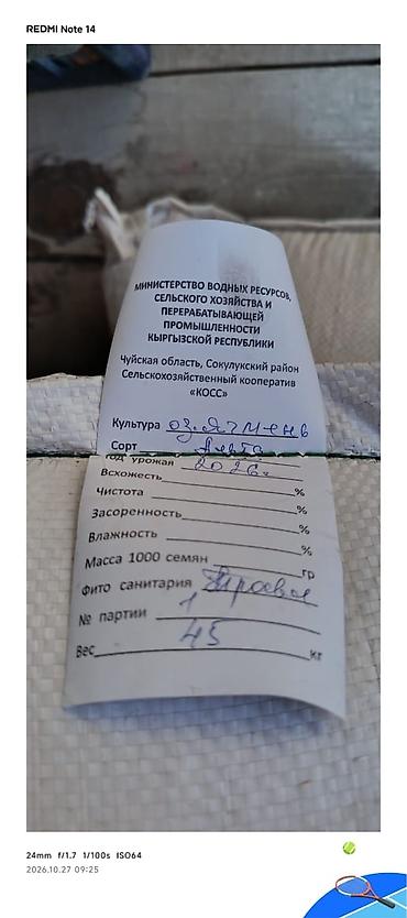 Күзгү арпа (ячмень) урук "Альта " сатылат. примерно 210 кг. үрөөн
