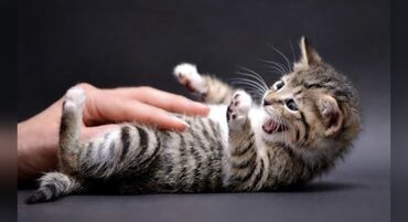 Коты: Ошто шаар ичине жеткирип берем