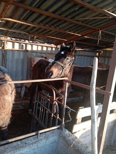 otdyh v gorah bishkek: Лошади, кони