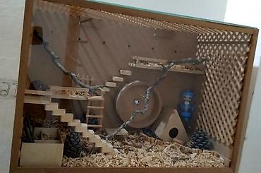 hamster qəfəsi: Hamsterlər və hamster evi satılır Bütöv əl işidir. Yaxşı vəziyətdədir — 4