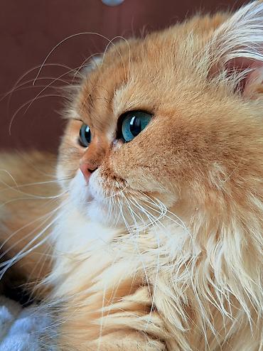 Pişiklər: Qızıl şinşilla, Dişi — 10