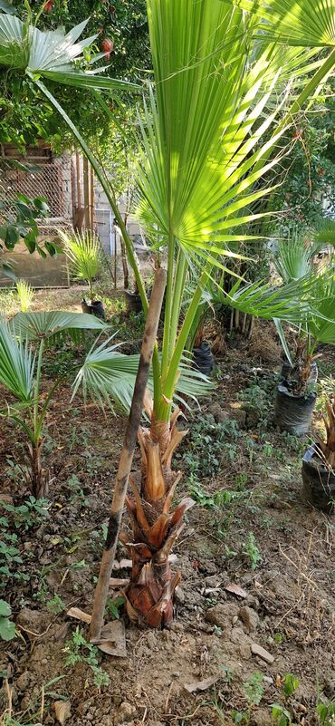 Ağaclar: Vaşınqton palma ağacları satılır qiymətlər palmaya görə dəyişir 10 -da lalafo.az — 8 Ağaclar: Vaşınqton palma ağacları satılır qiymətlər palmaya görə dəyişir 10 — 8