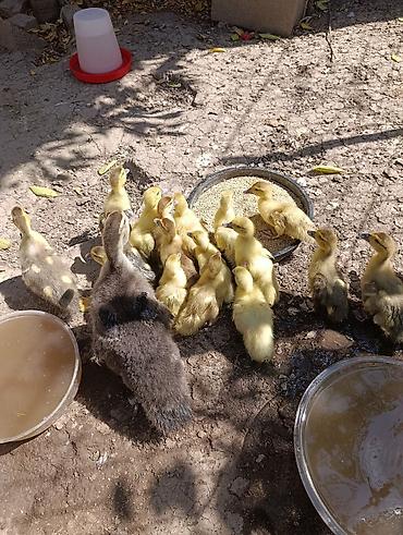 голубй: Мускусные индоутята, тяжёлая линия ( Российская ) разные возраста(16 и — 2