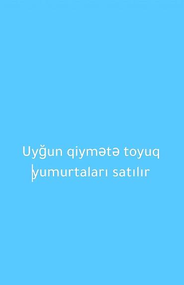 Yumurta: Məhsul: Toyuq yumurtaları Təsvir: - Gündəlik təzə yığılan, mətbəx və — 4