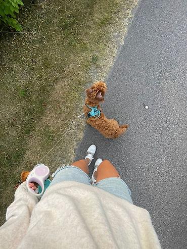 возьму собаку: 🐾 Заботливая передержка и выгул собак 🐾 Вам срочно нужно улететь — 1