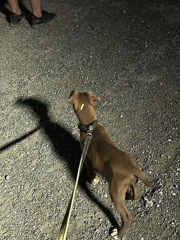 it satişi: Pitbul, 4 ay, Dişi, Peyvəndli — 4