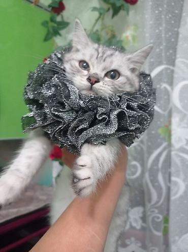 Декоративные ленты и банты: Ошейник-воротник для кошек (юбочка-ruff) - Декоративный воротник для — 10