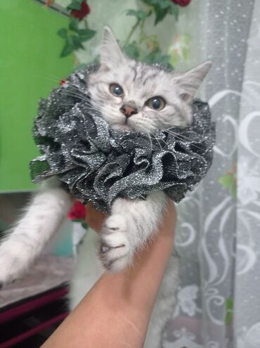 Декоративные ленты и банты: Ожерелье-воротник для кошек (декоративная «руффа») - Назначение — 8