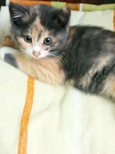 объявления про котят: Сладкая лапочка, Манюня два месяца, воспитанная, игривая, умная