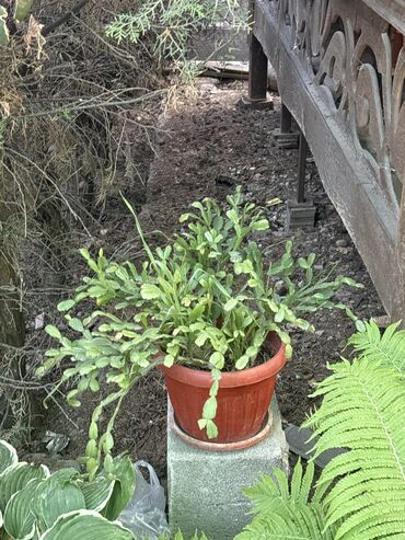 продам излишки клематисы: Декабрист