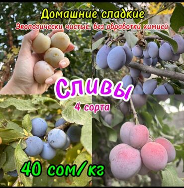 купить набор инструментов для авто бишкек: Домашние сливы, выращенные без использования химических обработок