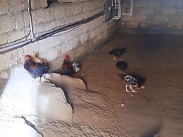 qus vuran: Təmiz həyət çolpaları ayri ayrı sortlarda var arasında Yerli ev — 3