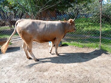 Dana, buzov: Məhsul: Dana (erkək) Təsvir: - Şəkillərdə görünən sağlam, ətlik — 10